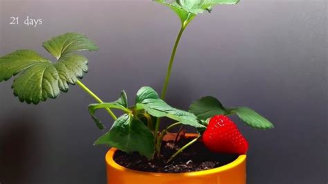 草莓的生长过程介绍