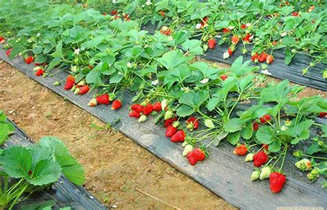 草莓的种植和管理方法