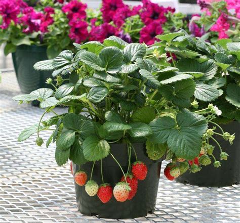 草莓的种植方法在家里