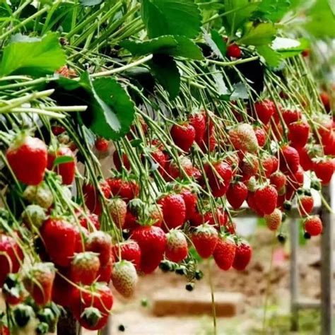 草莓种植习性