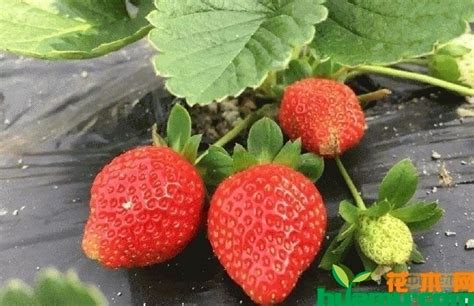 草莓种植前景分析
