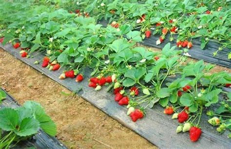 草莓种植基本常识有哪些