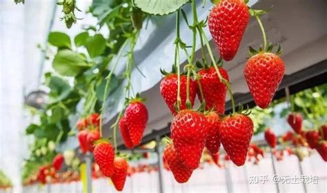 草莓种植技术真相