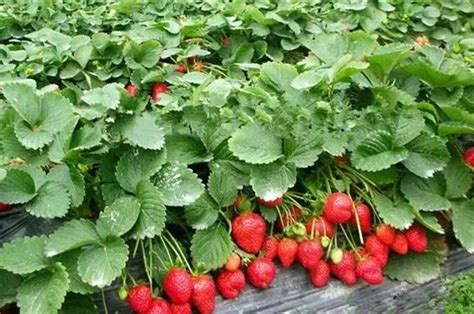 草莓种植效益和利润