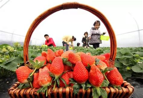 草莓种植生活小常识