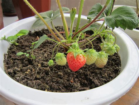 草莓种植的几个步骤
