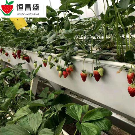 草莓种植立体槽的尺寸