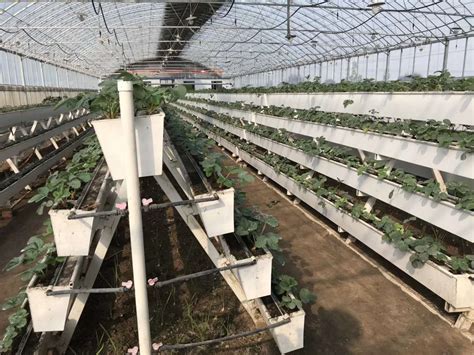 草莓立体栽培架和栽培槽