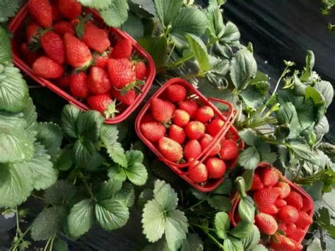 草莓能种哪