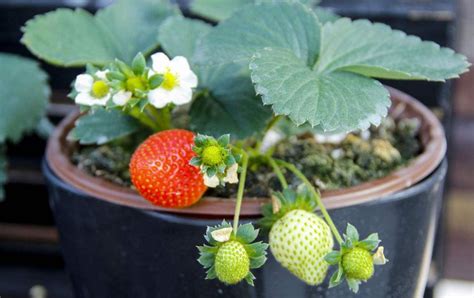草莓能种在盆中么