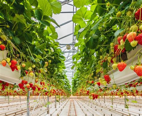 草莓规模化种植基地