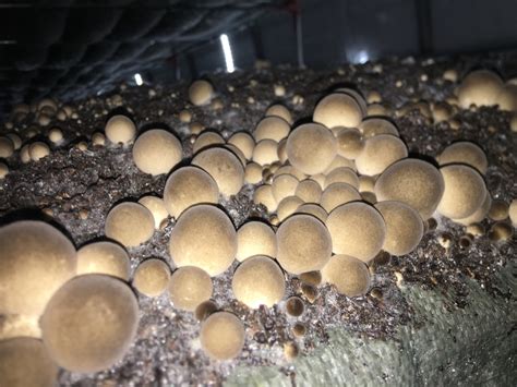 草菇栽培种植教程