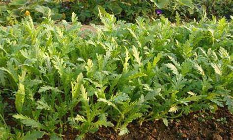 菊花菜的种植方法和技术要点