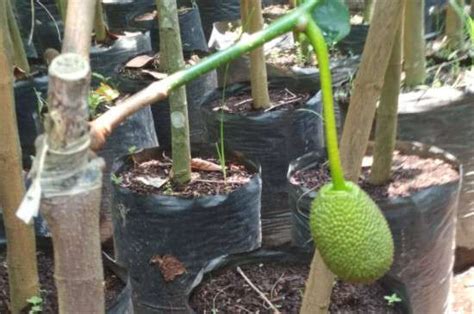 菠萝蜜种植的几种方法