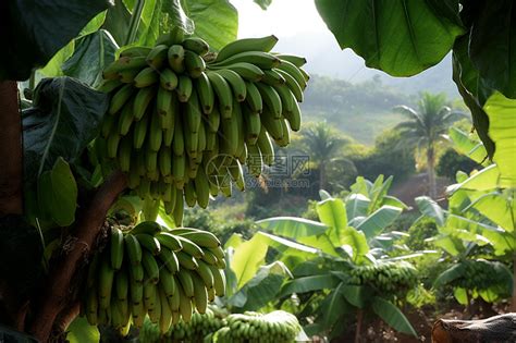 菲律宾的香蕉种植园