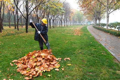 落叶需要及时扫除吗