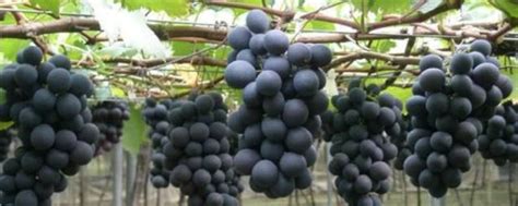 葡萄可露天种植吗