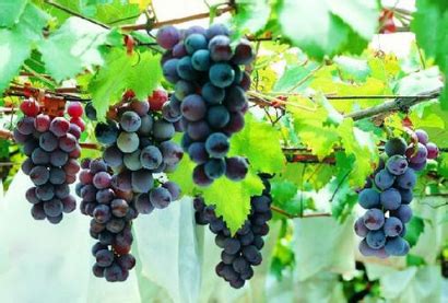 葡萄应该是什么时间种植