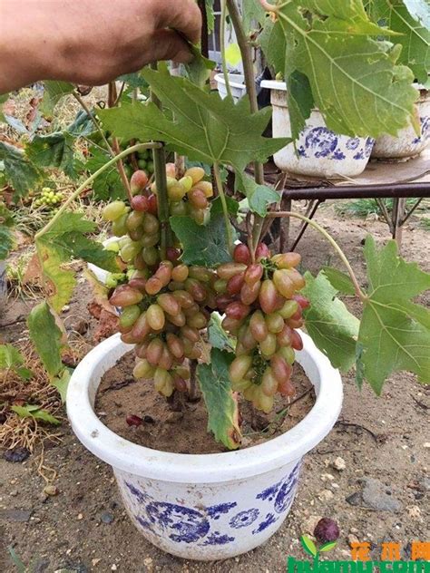 葡萄正确种植方法