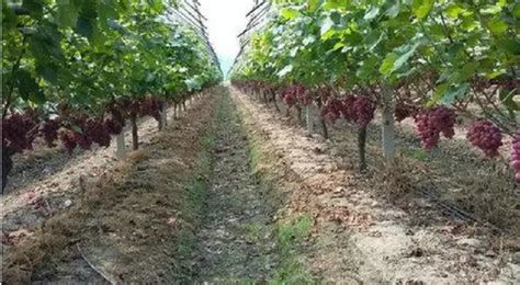 葡萄的主要栽培管理模式