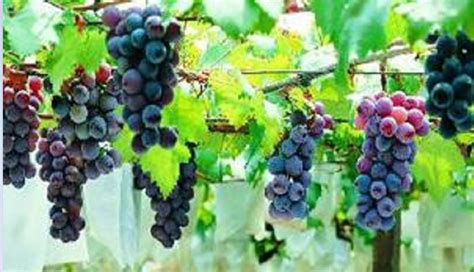葡萄的栽培技术和方式