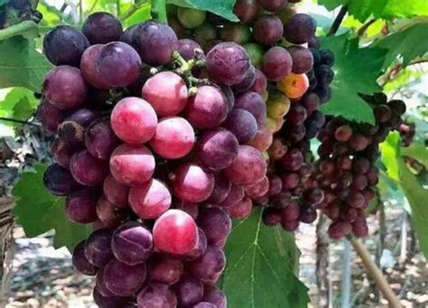 葡萄种植月份