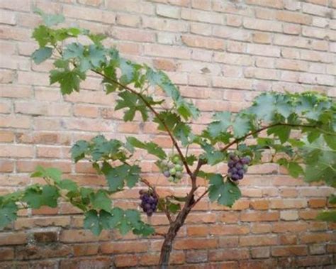 葡萄种植经验分享