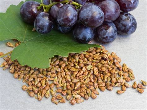 葡萄籽能种出葡萄来吗