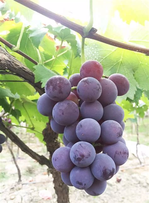 葡萄适合什么气候下种植