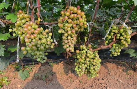 葡萄适合在几月种植