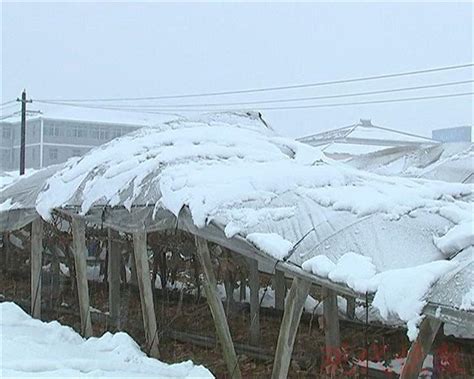 董家130亩葡萄大棚被雪压塌