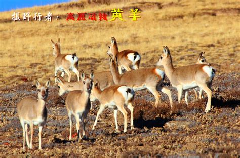 蒙古国野生黄羊图片