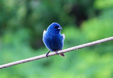 蓝色的蓝鸟如何装饰里面