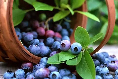蓝莓什么时候种植容易成活