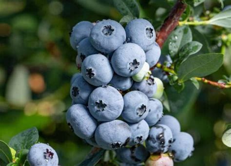蓝莓几月份下种