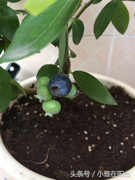 蓝莓可以室内盆栽吗