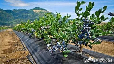 蓝莓可以种黄土地吗
