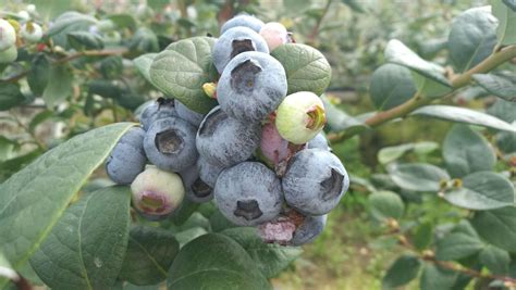 蓝莓栽培与管理技术
