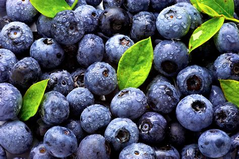 蓝莓的种植与管理