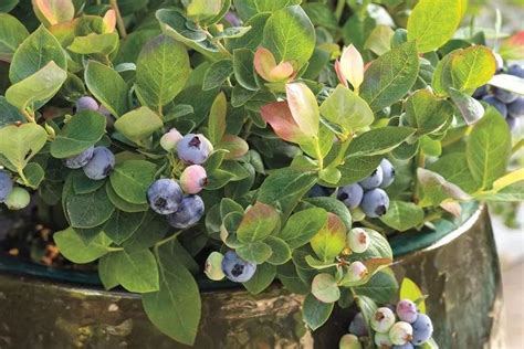 蓝莓能在家里栽种吗