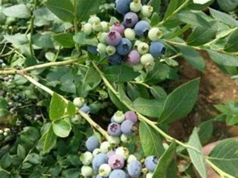蓝莓适合在家里种植么