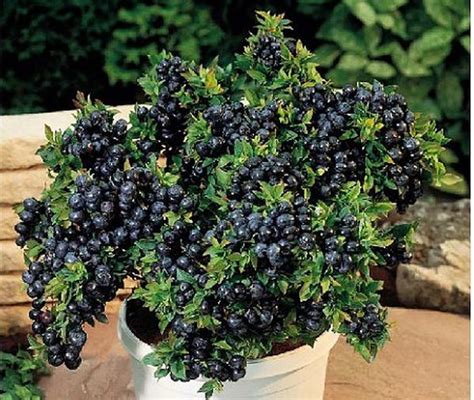 蓝莓阳台种植方法