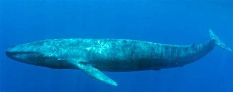 蓝鲸在过去有多少只