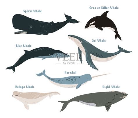 蓝鲸灰鲸抹香鲸