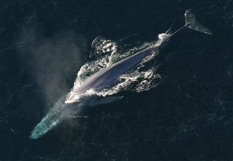 蓝鲸生活了多少年