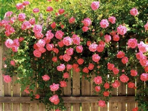 蔷薇花几年能爬满墙