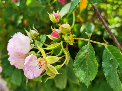 蔷薇花种植方法和注意事项