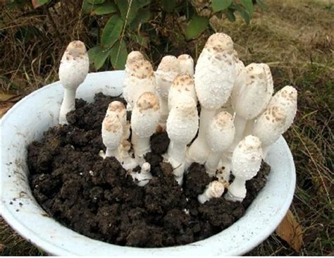 蘑菇怎么种在地里