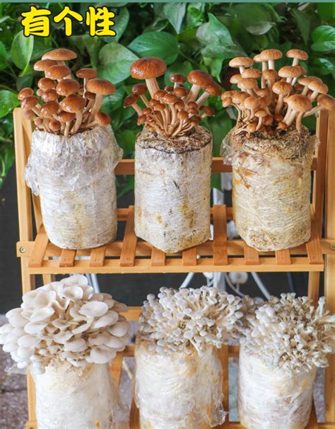 蘑菇怎么种在家就可以种的