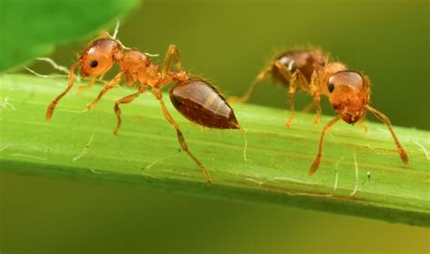 蚂蚁的药用价值 蚂蚁的功效和作用